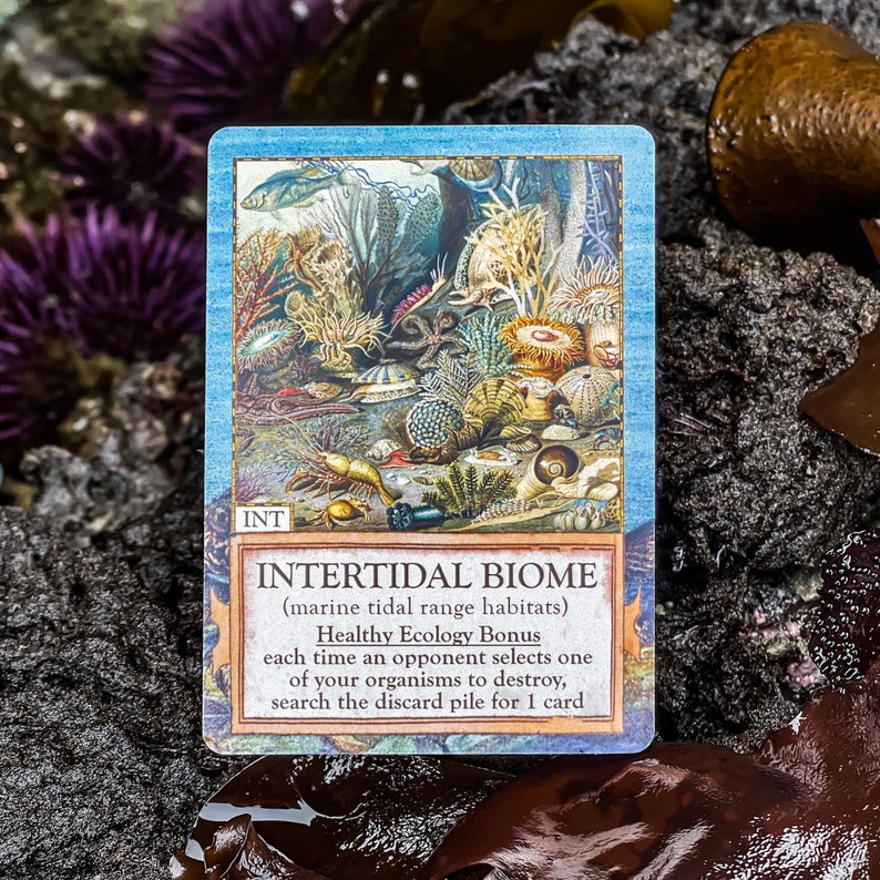 Ecologies Hidden Habitats Gameplay Inspired by Nature Etsy