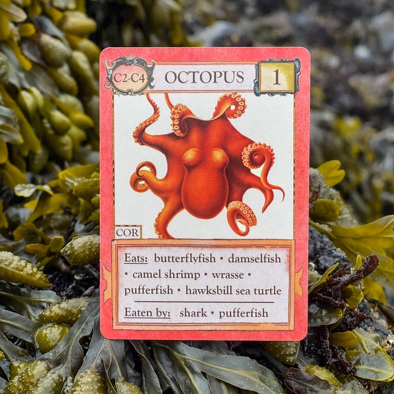 Ecologies Hidden Habitats Gameplay Inspired by Nature Etsy