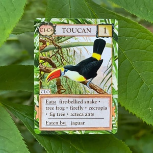 Ecologies: Hidden Habitats Gameplay Inspired by Nature Sequel and Expansion to the Original Card Game Beautiful Vintage Scientific Art image 8