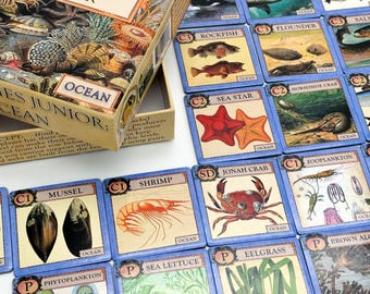 May include: A set of colorful illustrated cards for a junior ocean ecology game. The cards feature various ocean creatures, plants, and organisms, including a sea star, a horseshoe crab, a shrimp, a mussel, and a sea lettuce. The cards are labeled with their scientific classification and common names.