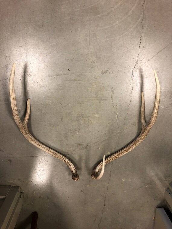 Set of axis deer antlers Etsy