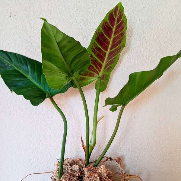 Philodendron subhastatum 'Balleroy' - rare aroid - bare root