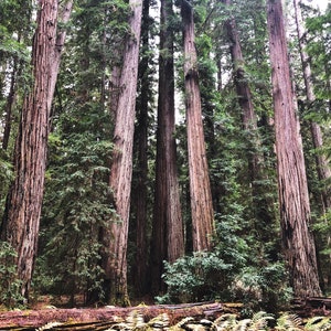 Northern California Redwoods