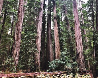 Northern California Redwoods