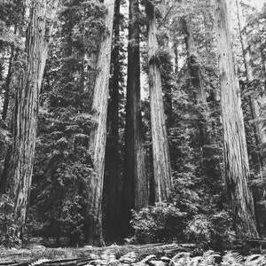Northern California Redwoods B&W