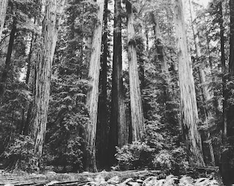 Northern California Redwoods B&W