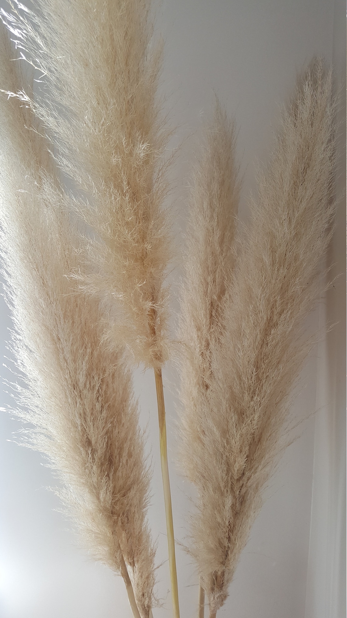 Pampas Grass Stems Etsy Australia