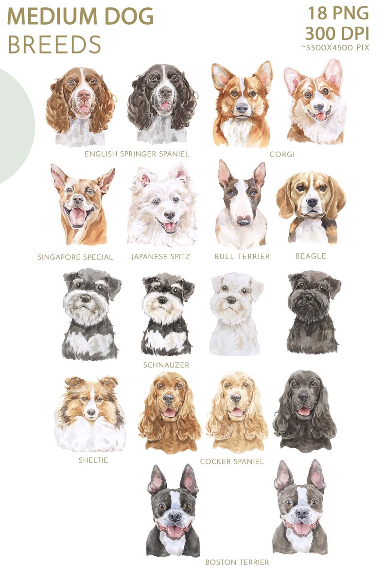 Middle Dog Breeds Watercolor Clipart Set. Medium Dog Lovers Gift ...