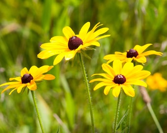 Wild Yellow Daisy Photo Print