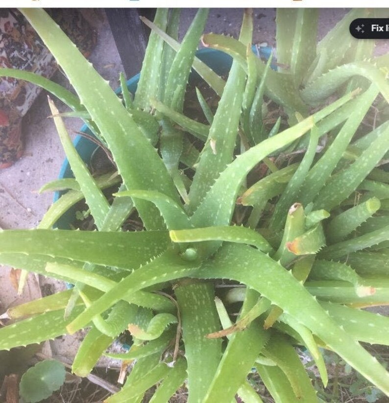 Aloe Vera plant pup Etsy