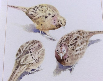 Pheasants. Female pheasants in watercolour card