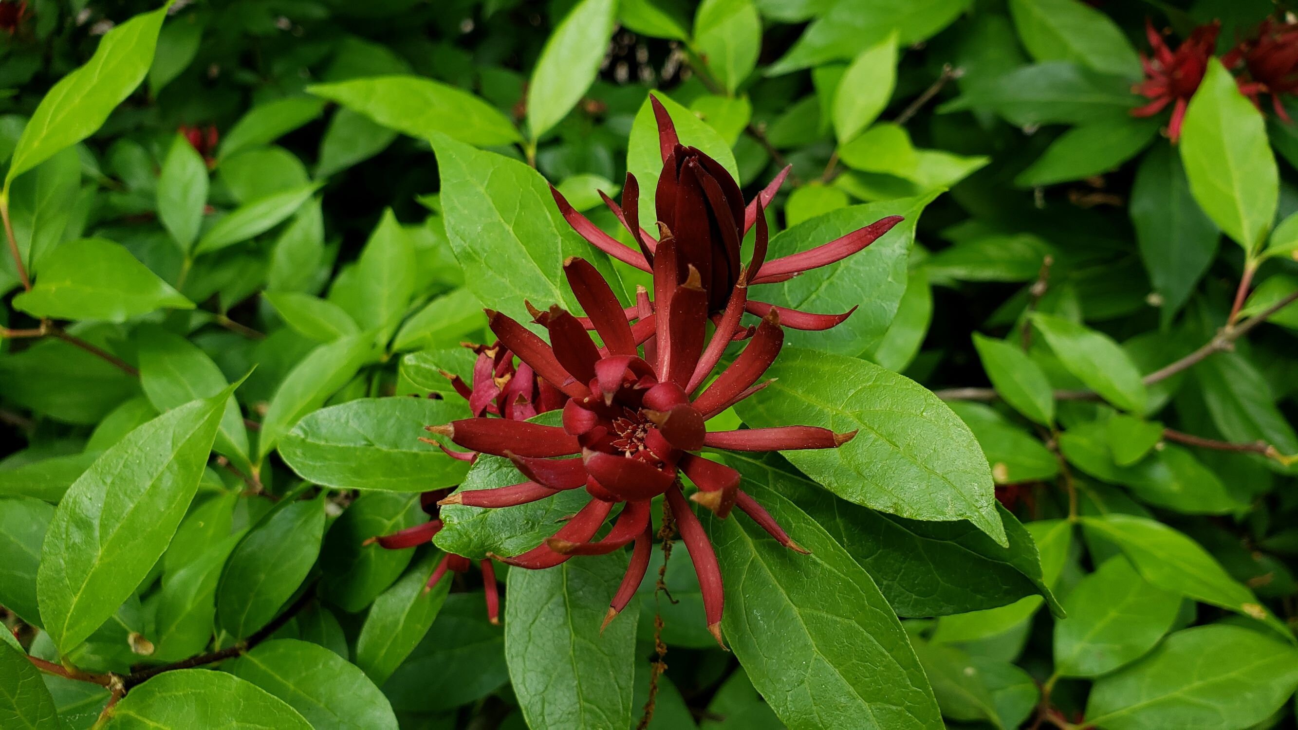 Carolina Allspice Flower in Raleigh North Carolina Etsy