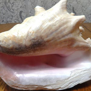 May include: A large conch shell, cream and brown on the outside, pink inside. The shell has a spiral shape with a prominent, pointed apex. The surface has a textured appearance, with ridges and grooves.