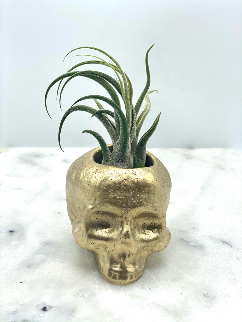 Air Plant Succulent Industrial Decor Concrete Planter Decor Holder Modern Cement Skull Edgy