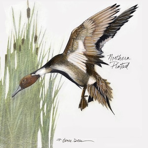 Northern Pintail