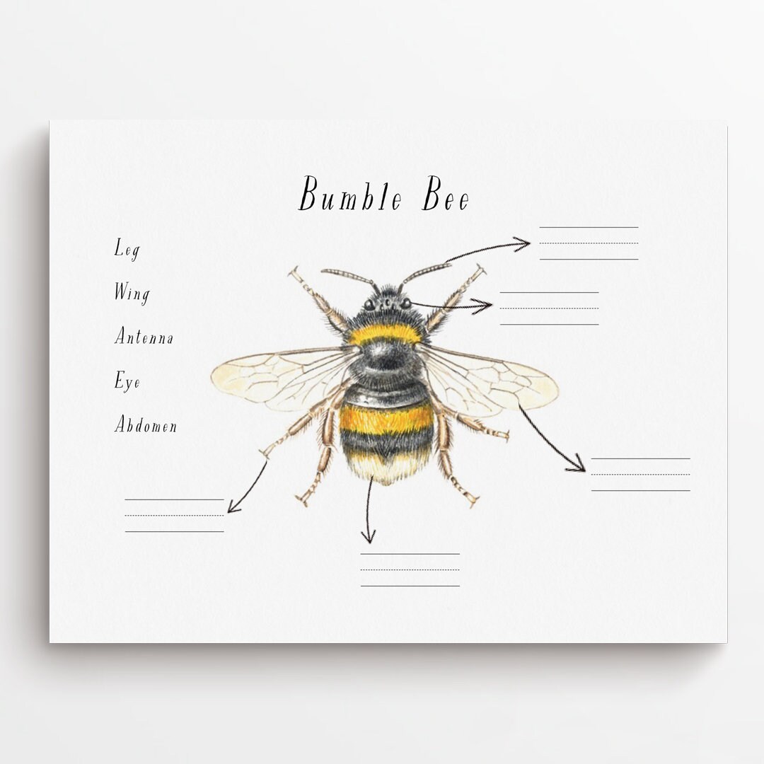 Bee Themed Worksheets for Nursery, Reception, Kindergarten, KS1 Etsy