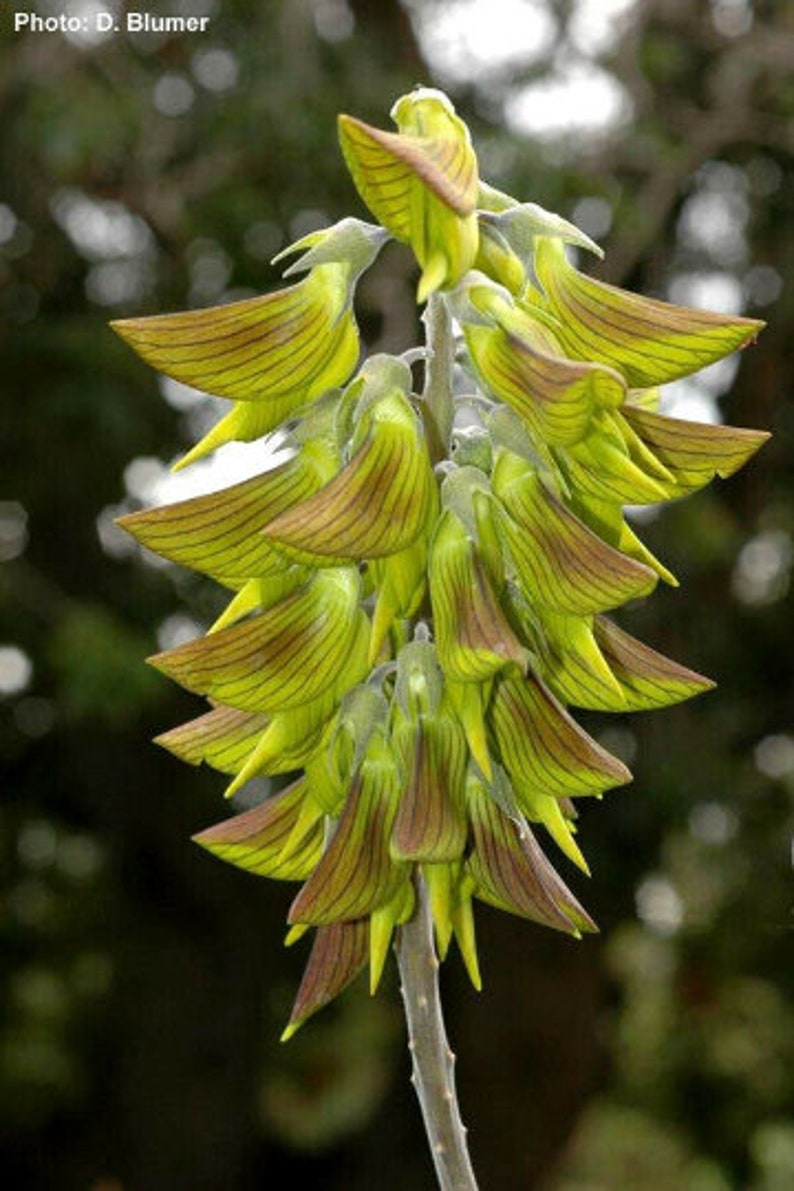 10pcs Regal Birdflower Crotalaria Cunninghamii Seeds | Etsy