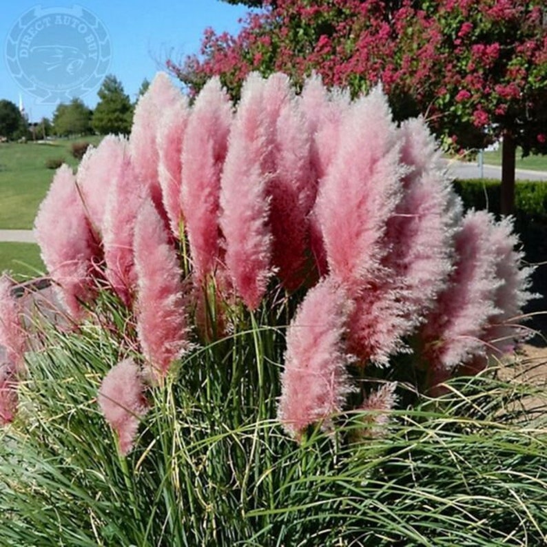100pcs Pink Pampas Grass Seeds Cortaderia Selloana Showy Etsy