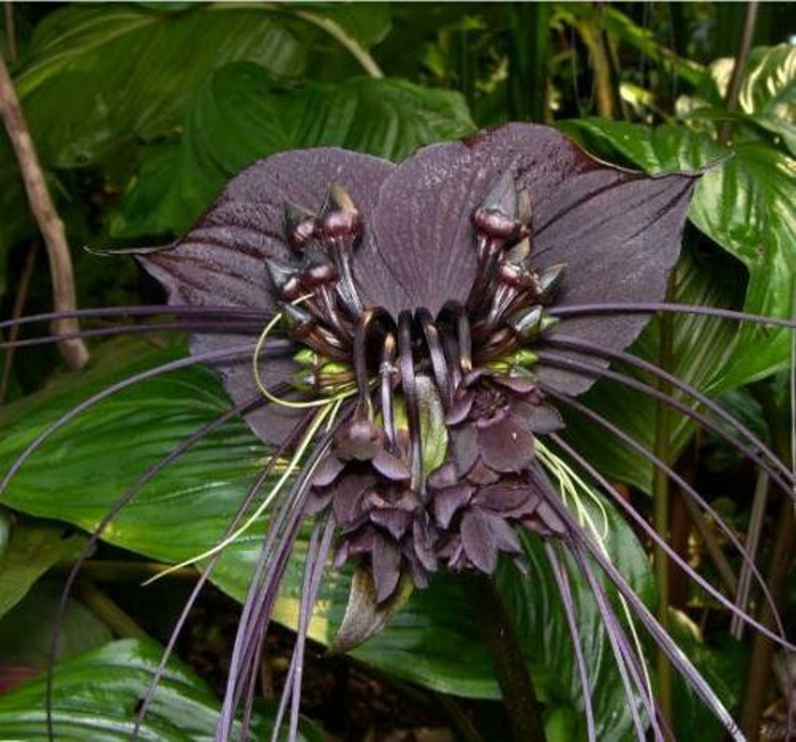 10pcs Black Orchid Seeds Tacca Chantrieri Black Bat Flower