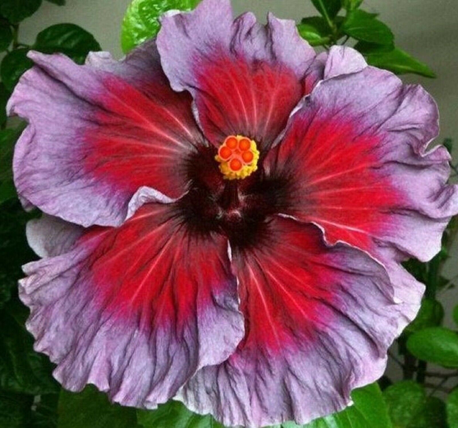 50pcs Purple & Red Hibiscus Seeds Home Garden Bonsai Beautiful Etsy