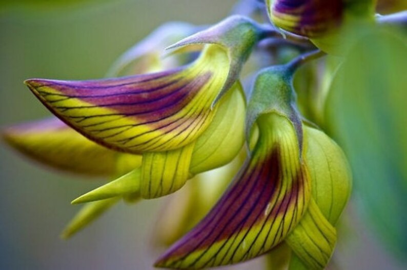 10pcs Regal Birdflower Crotalaria Cunninghamii Seeds Etsy