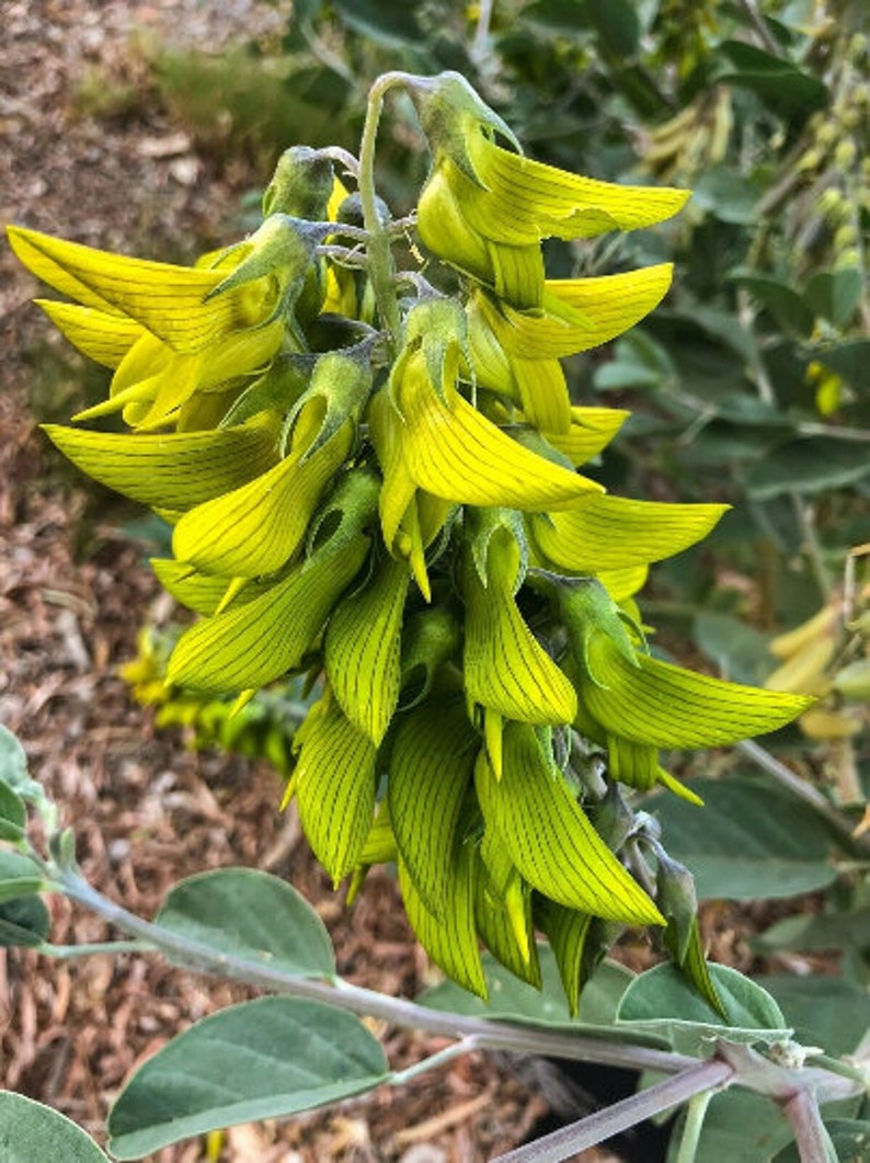 10pcs Regal Birdflower Crotalaria Cunninghamii Seeds Etsy