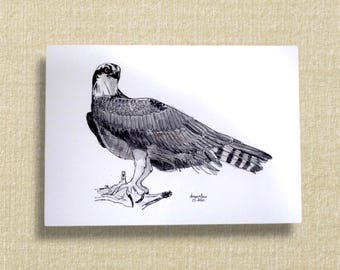 Osprey greeting card