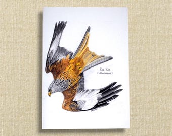 Red kite greeting card