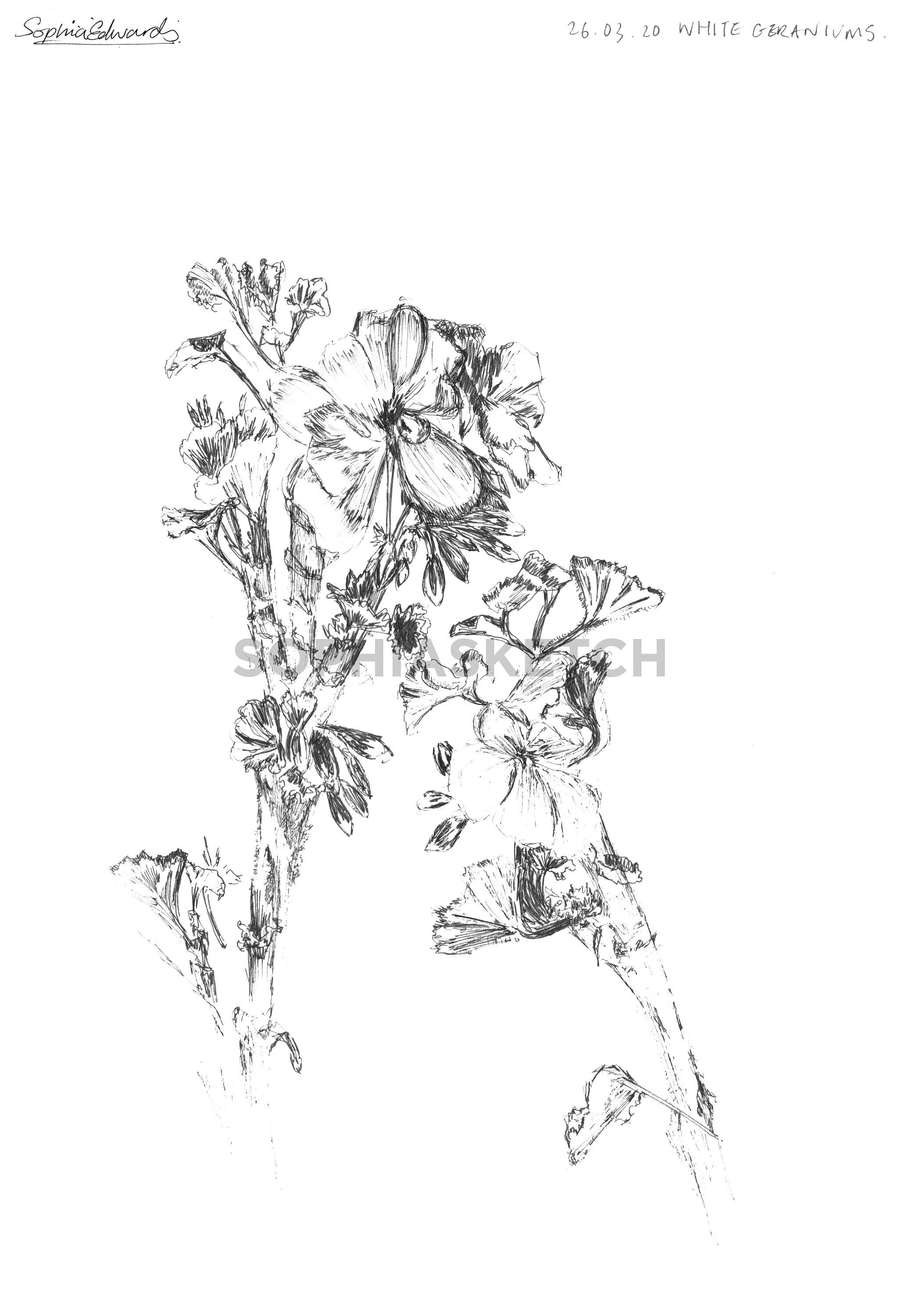 White Geranium Fine Line Ink Botanical Illustration - Etsy UK