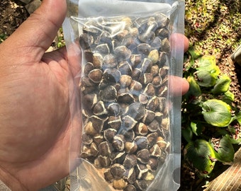 Jamaican Moringa Seeds, Wildcrafted, handpicked