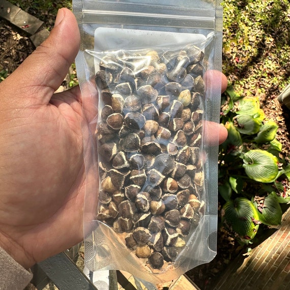 Jamaican Moringa Seeds, Wildcrafted, handpicked