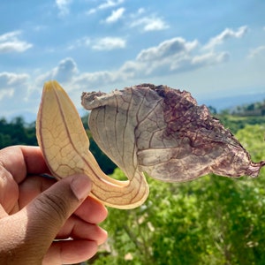 Desintoxicación con Flor de Pato de Jamaica: Flor de Pato, Palo Guaco, Limpieza Herbal Alcalina