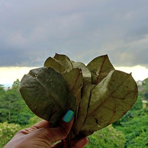 May include: A hand holding a bunch of dried leaves, with a cloudy sky in the background.