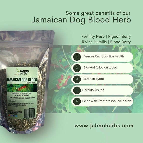 Jamaican Dog Blood Herb fertility Support Herb Rivina Humilis -  Hong  Kong