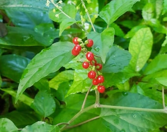 Jamajska herbata ziołowa z krwi psa - Rivina Humilis - Wildcrafted