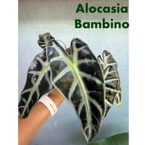 4” Alocasia Bambino - African Mask