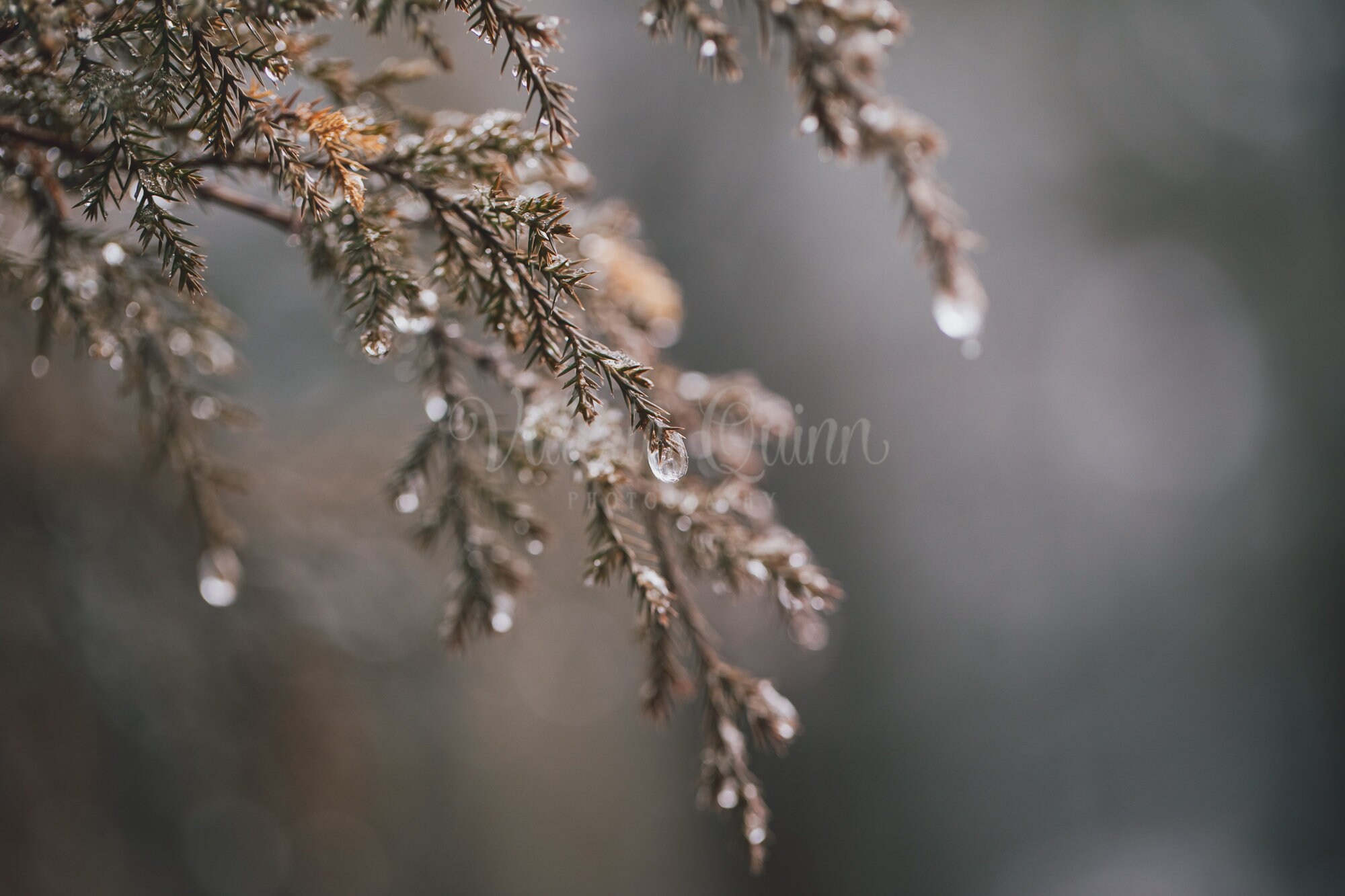 Stock Photography, Frozen Branches, Stock Photo, Design Overlay, winter photo, negative space, Digital Download, Blog, Social Media