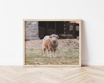 Fårfoto, väggkonst i Bucks County, utskrivbar konst, höstfoto, fotografi i Bucks County, väggbonad, direktnedladdning