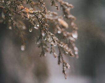 Stock Photography, Frozen Branches, Stock Photo, Design Overlay, winter photo, negative space, Digital Download, Blog, Social Media