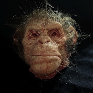 May include: A detailed, realistic chimpanzee head sculpture with a weathered appearance. The sculpture features a light brown face with visible wrinkles, red eyes, and sparse, dark hair. The background is a dark, textured fabric.