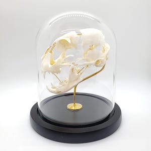 Peut inclure: Un crâne de chat blanc exposé dans un dôme en verre sur une base en bois noir avec un support en métal doré.