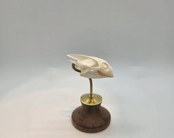ゼノモーフ・エイリアン・スカル・トロフィー / 珍品 / 珍品