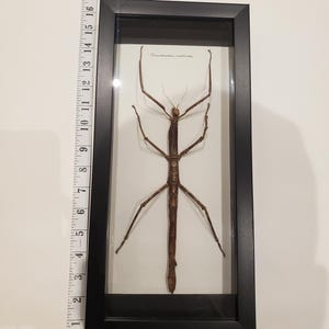 Large stick bug framed.