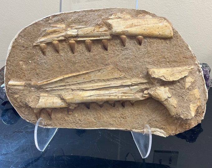 Mosasaurus Jaw Fossil with Real Bone