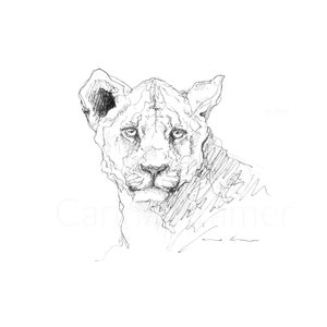 Cucciolo di leone - Disegno a penna originale di un cucciolo di leone con penne Copic su carta ruvida - Idea di decorazione per la casa African Wildlife Art