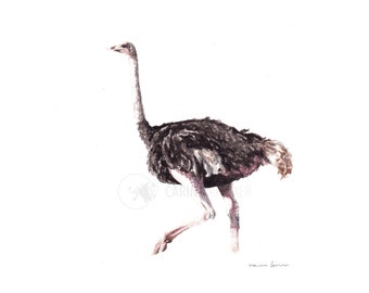 Running - Fine Art Print of a hand-painted ostrich watercolour, Perfect home decor for wildlife enthusiasts and animal lovers