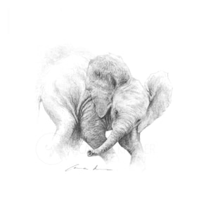 Hand Painted Elephant Pencil Drawing: Realistic Wildlife Art Print, Conservation Support
