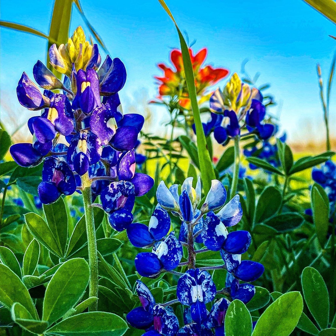 Texas Blue Photo Blue Flower Photo Wall Art Etsy