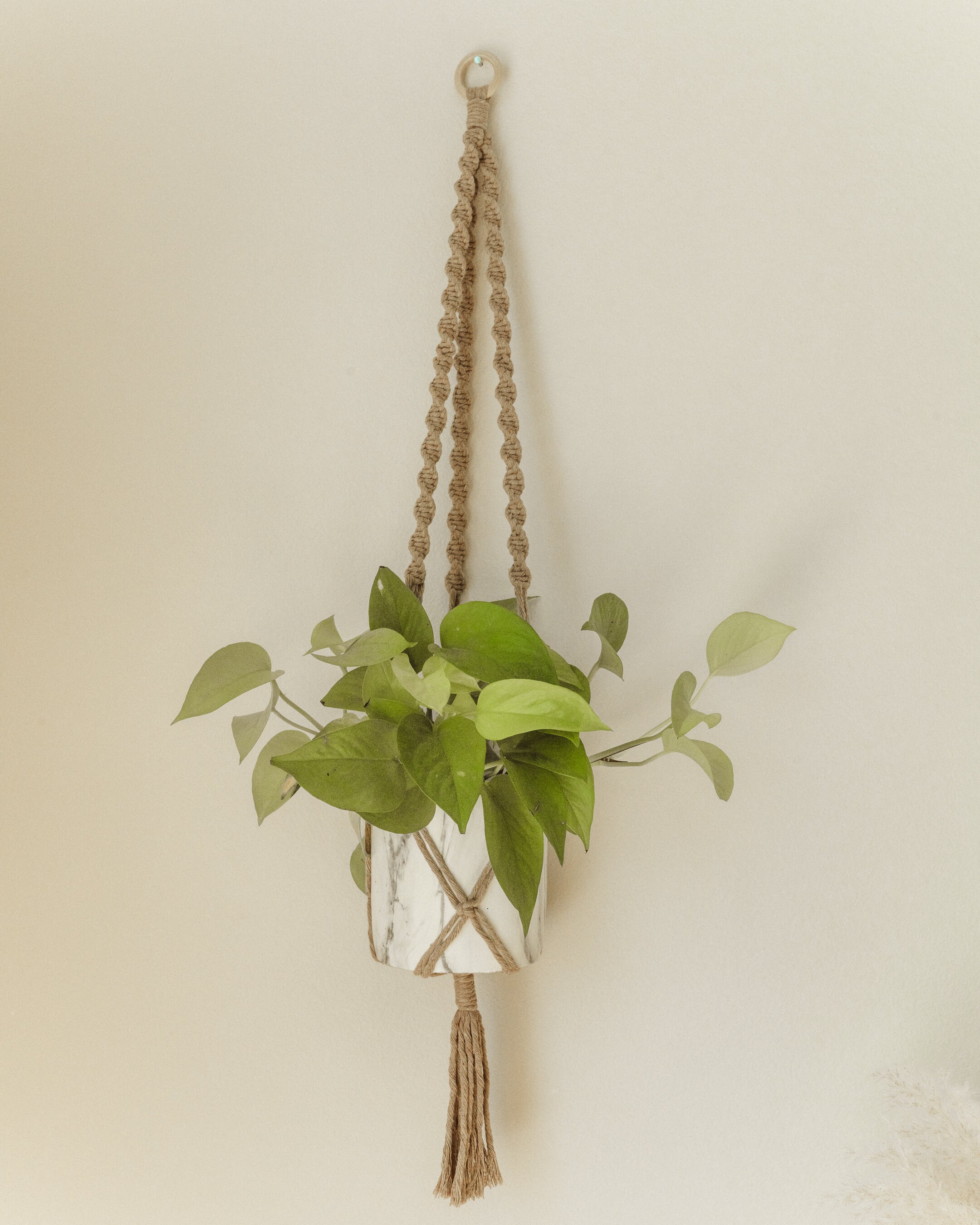money plant vine Money Plant (Epipremnum aureum)
