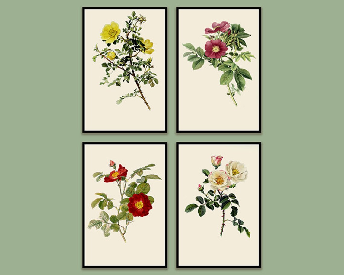 Traditional British Rose Botanical Illustrations by Alfred Parsons - Etsy